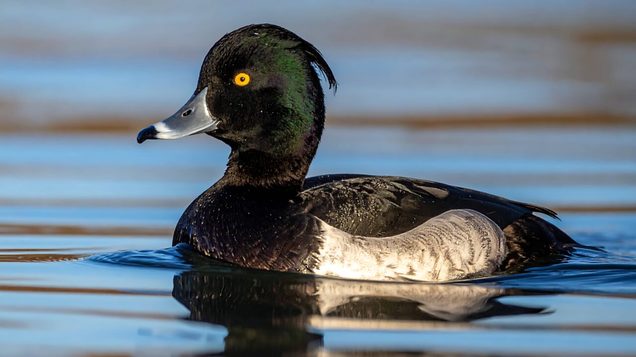 Le fuligule morillon en France