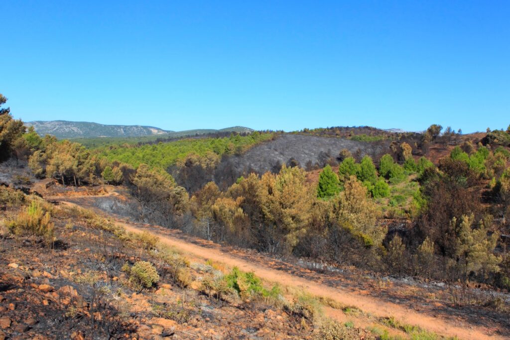 Les chasseurs du Var restaurent les zones incendiées pour redonner vie à la petite faune et à la biodiversité