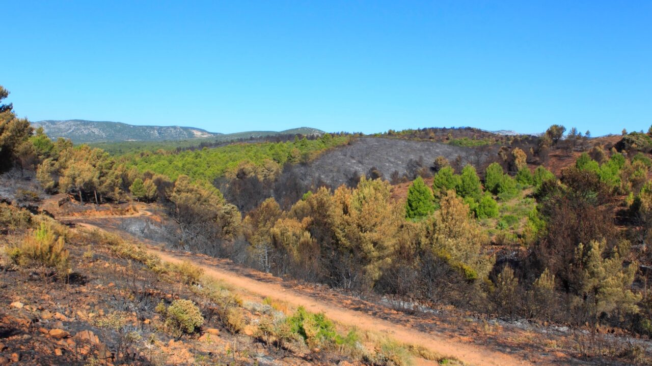Les chasseurs du Var restaurent les zones incendiées pour redonner vie à la petite faune et à la biodiversité