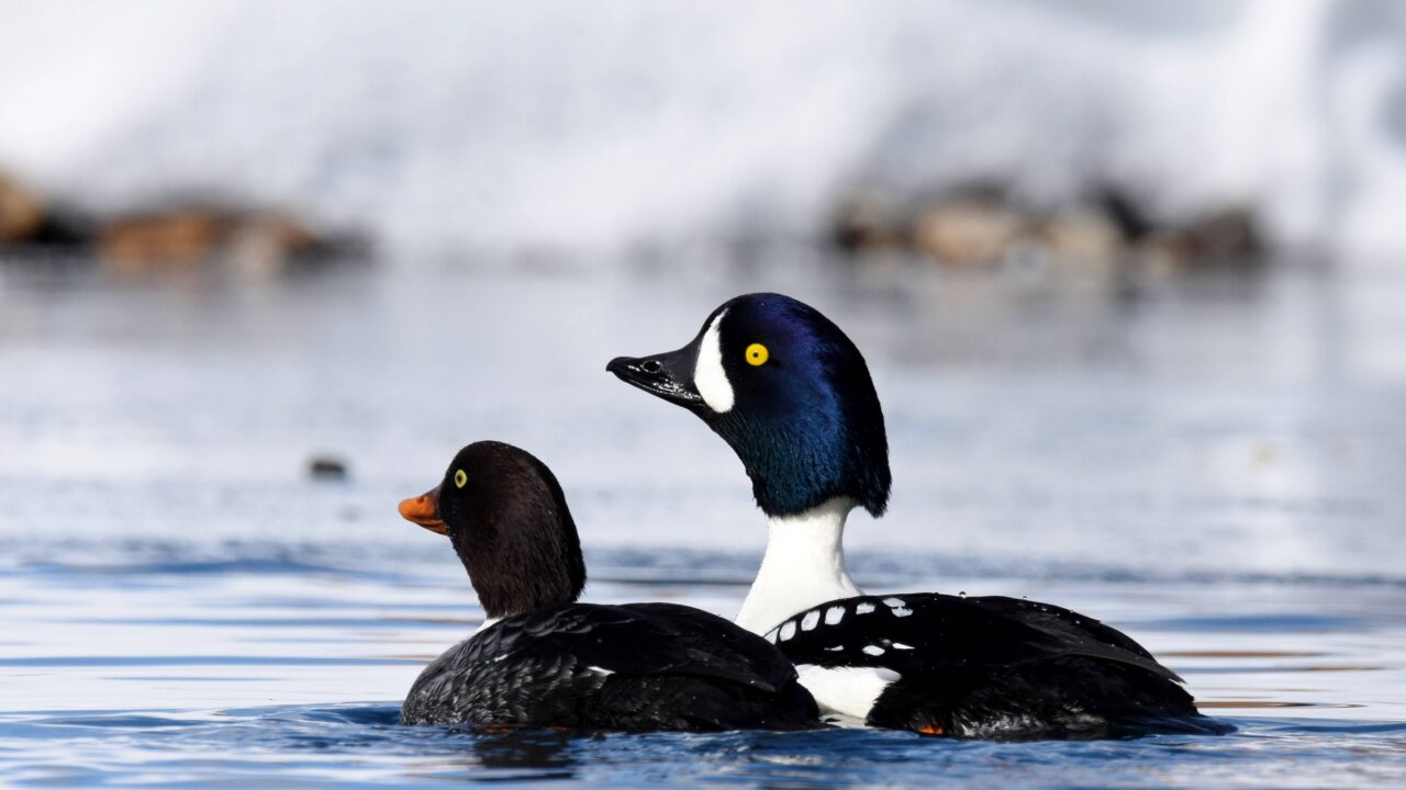 Le garrot à œil d’or en France