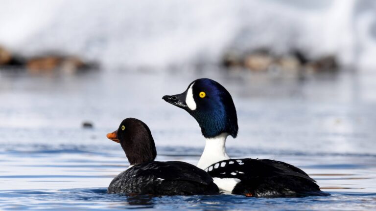 Le garrot à œil d’or en France
