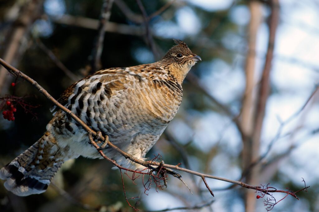 La gélinotte des bois en France