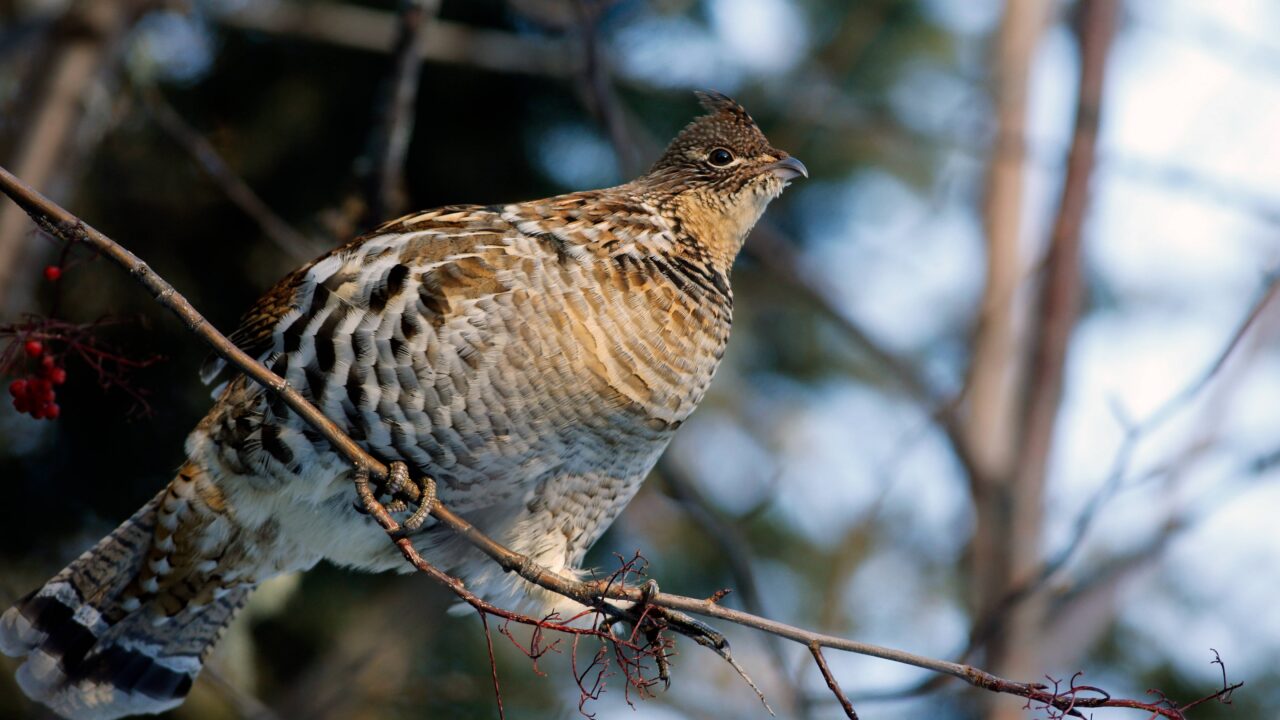 La gélinotte des bois en France