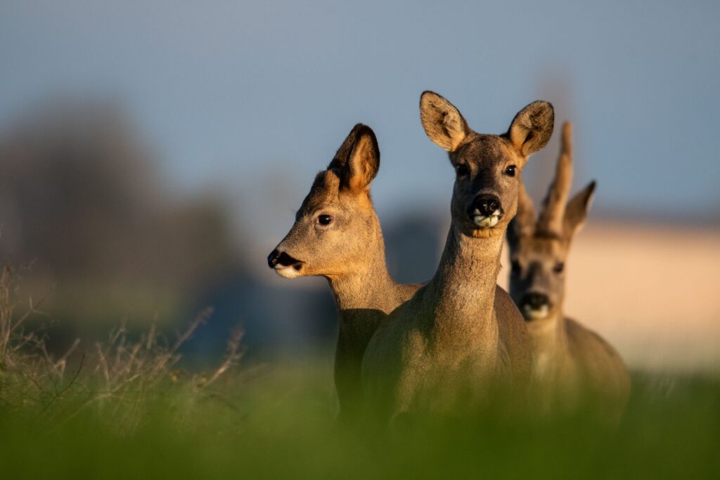 Comment les chasseurs fixent-ils les quotas de chevreuils en France ?