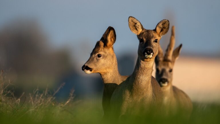 Comment les chasseurs fixent-ils les quotas de chevreuils en France ?