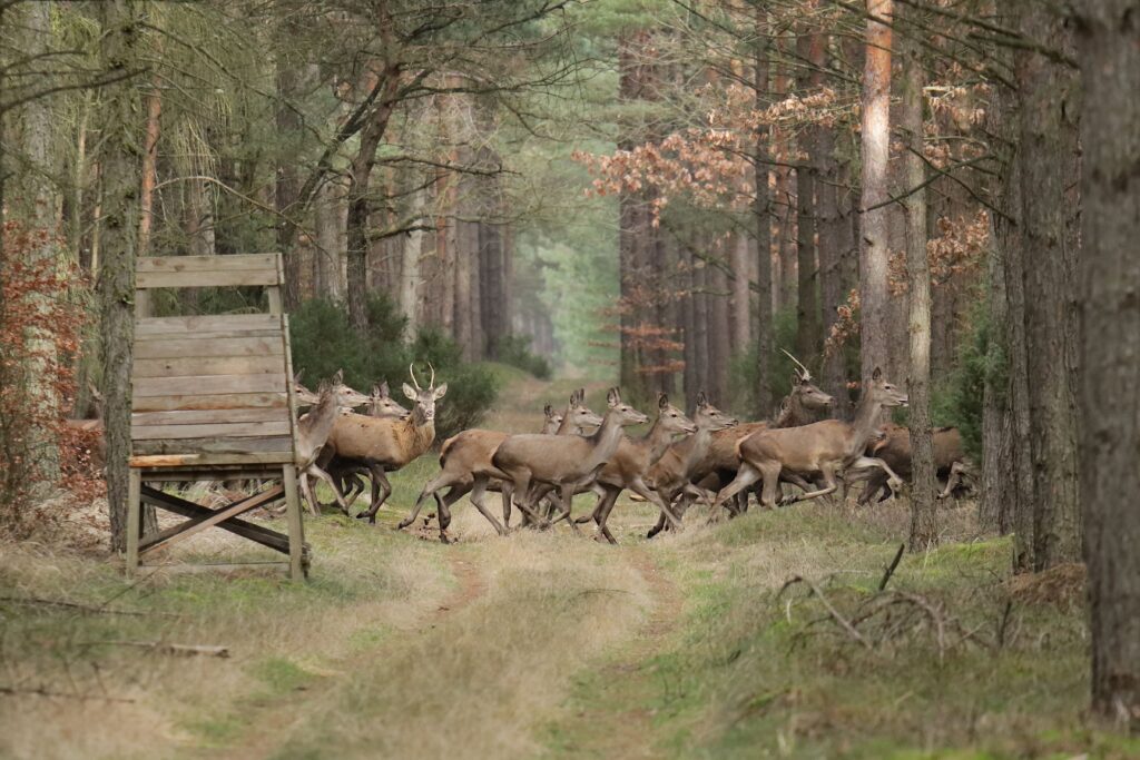 Comment les chasseurs calculent-ils les quotas de cerfs en France ?