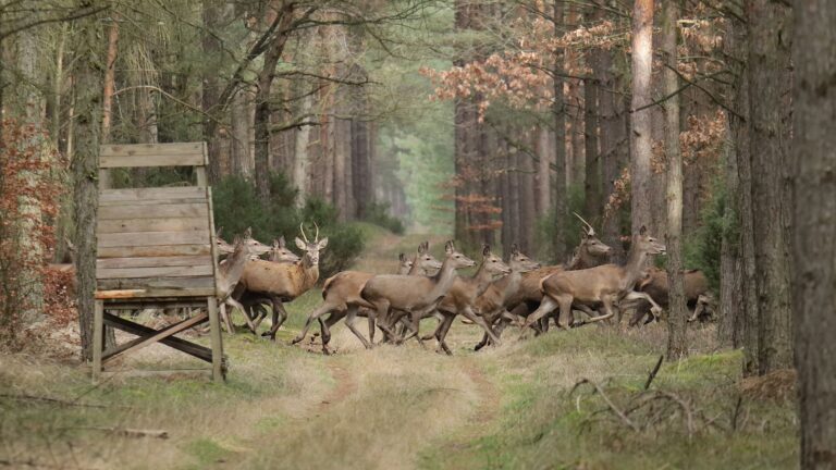 Comment les chasseurs calculent-ils les quotas de cerfs en France ?