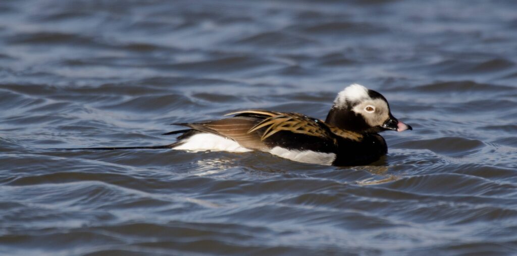 L’harelde de Miquelon en France