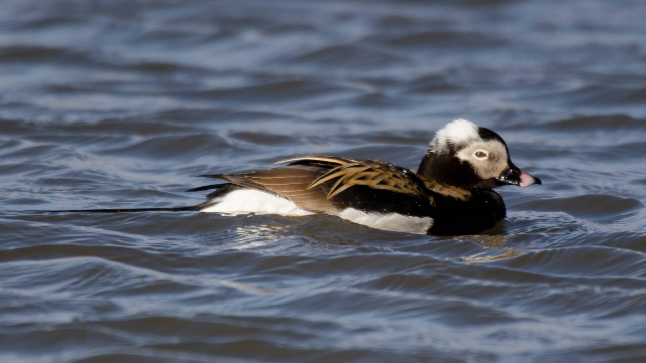 L’harelde de Miquelon en France