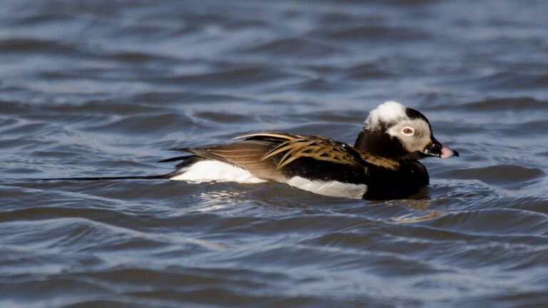 L’harelde de Miquelon en France
