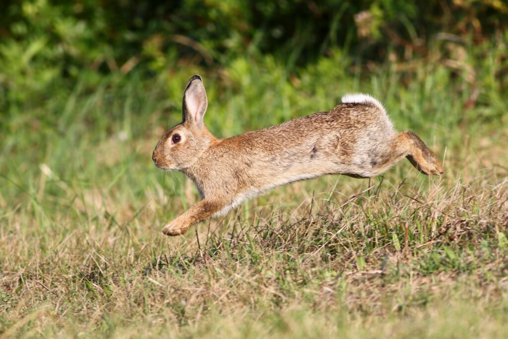 Le lapin de garenne en France