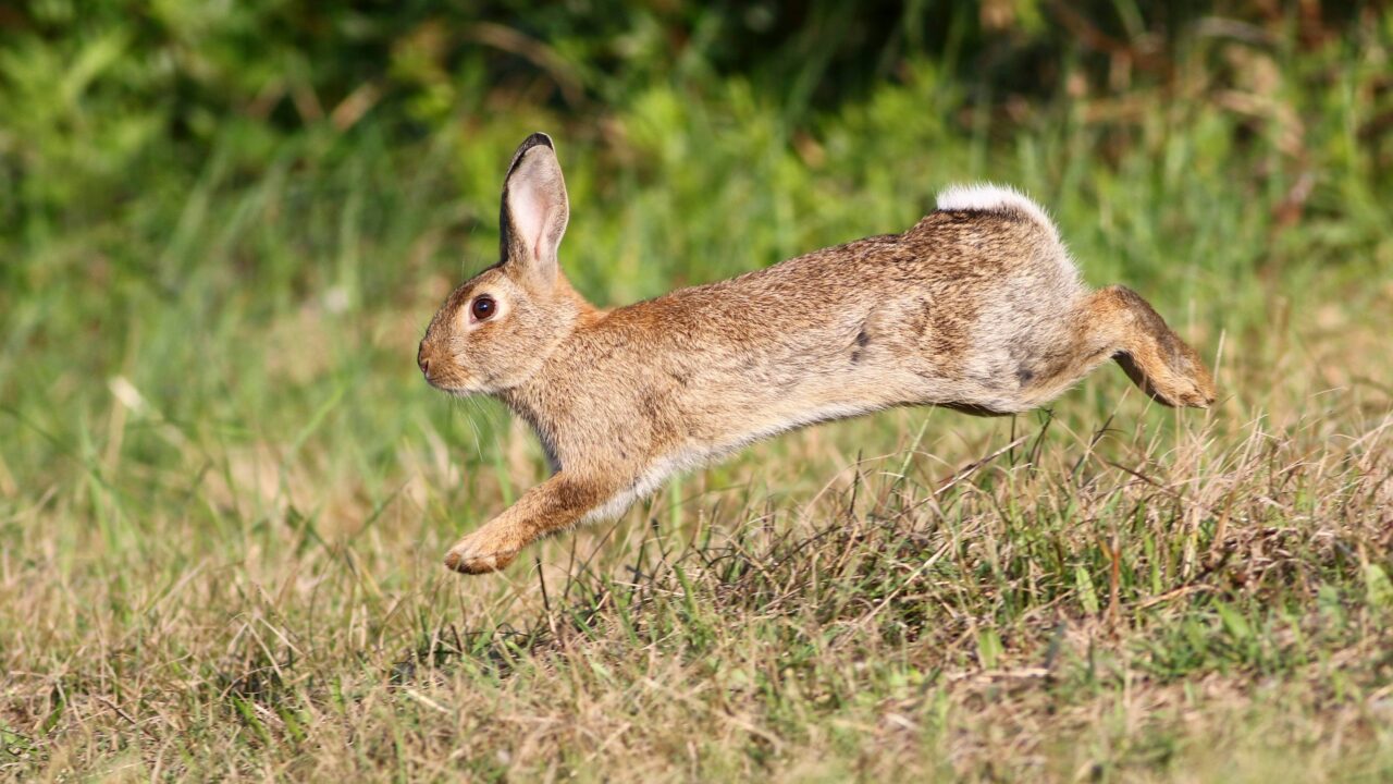 Le lapin de garenne en France