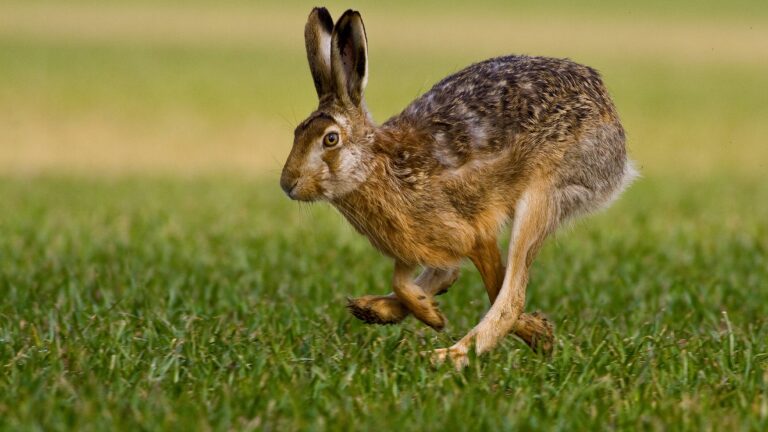 Le lièvre en France