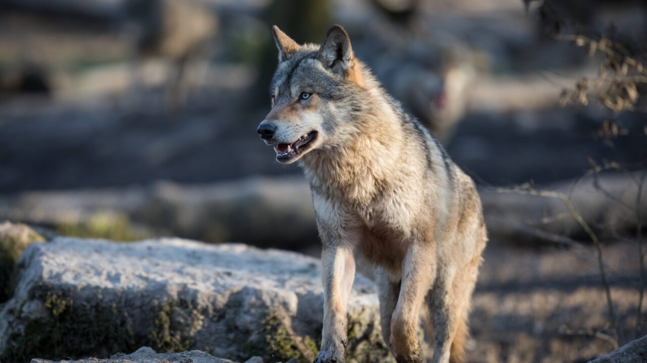Le loup en France