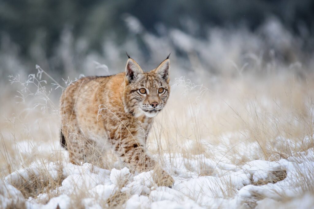 Le lynx en France