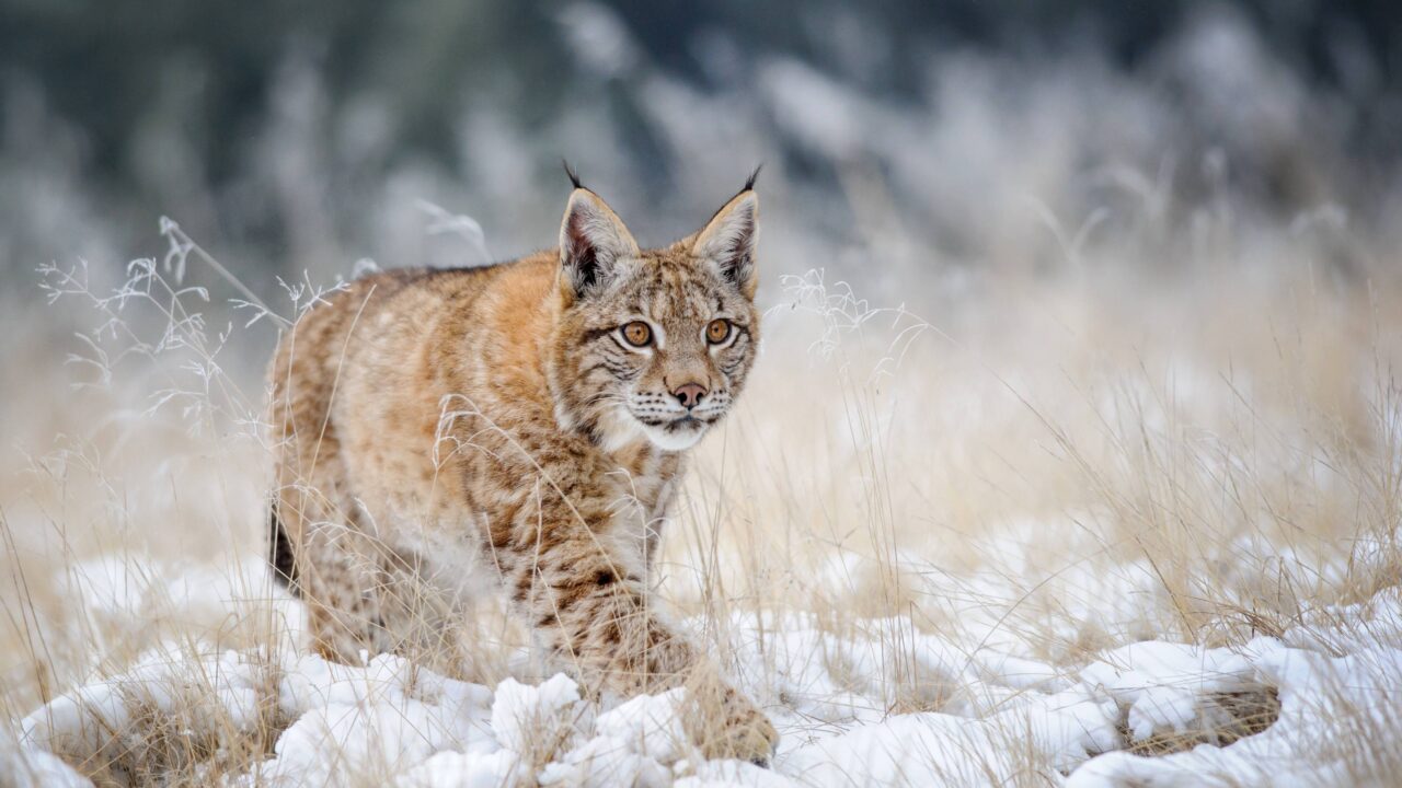 Le lynx en France