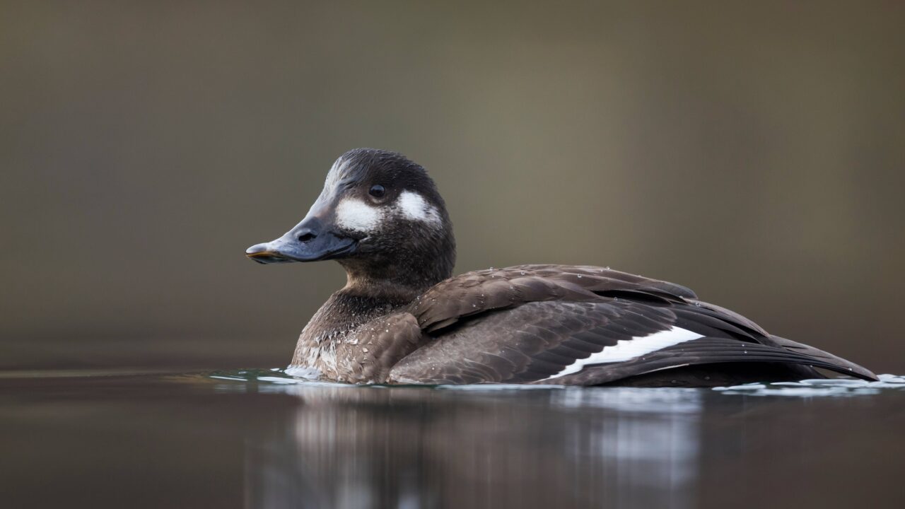 La macreuse brune en France