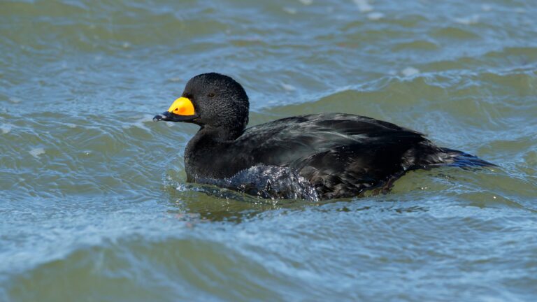 La macreuse noire en France