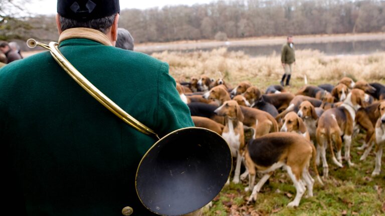 La chasse à courre : tradition, controverse et avenir