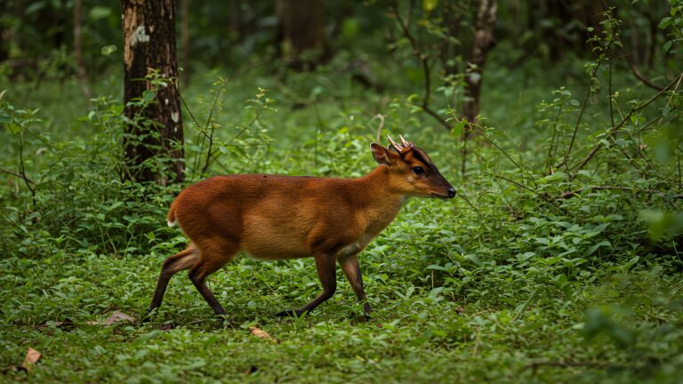 Avec quelles agences partir chasser en Angleterre?