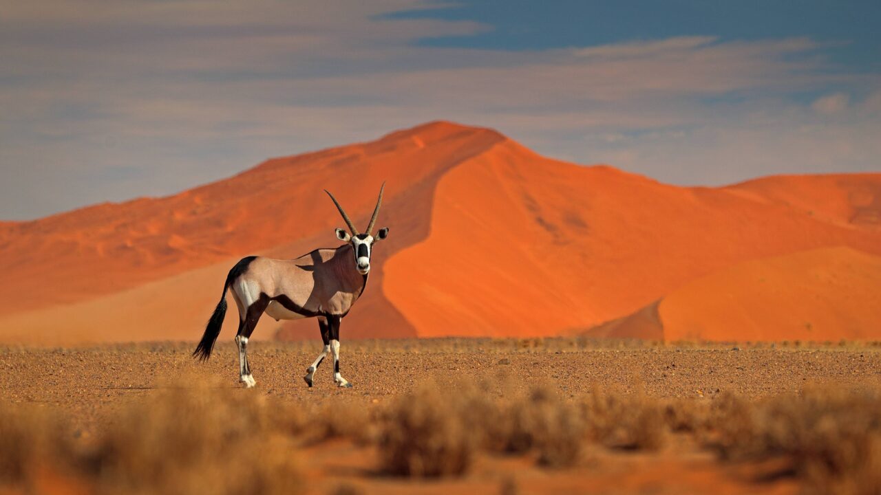 Chasse en Namibie : entre désert, savane et tradition africaine