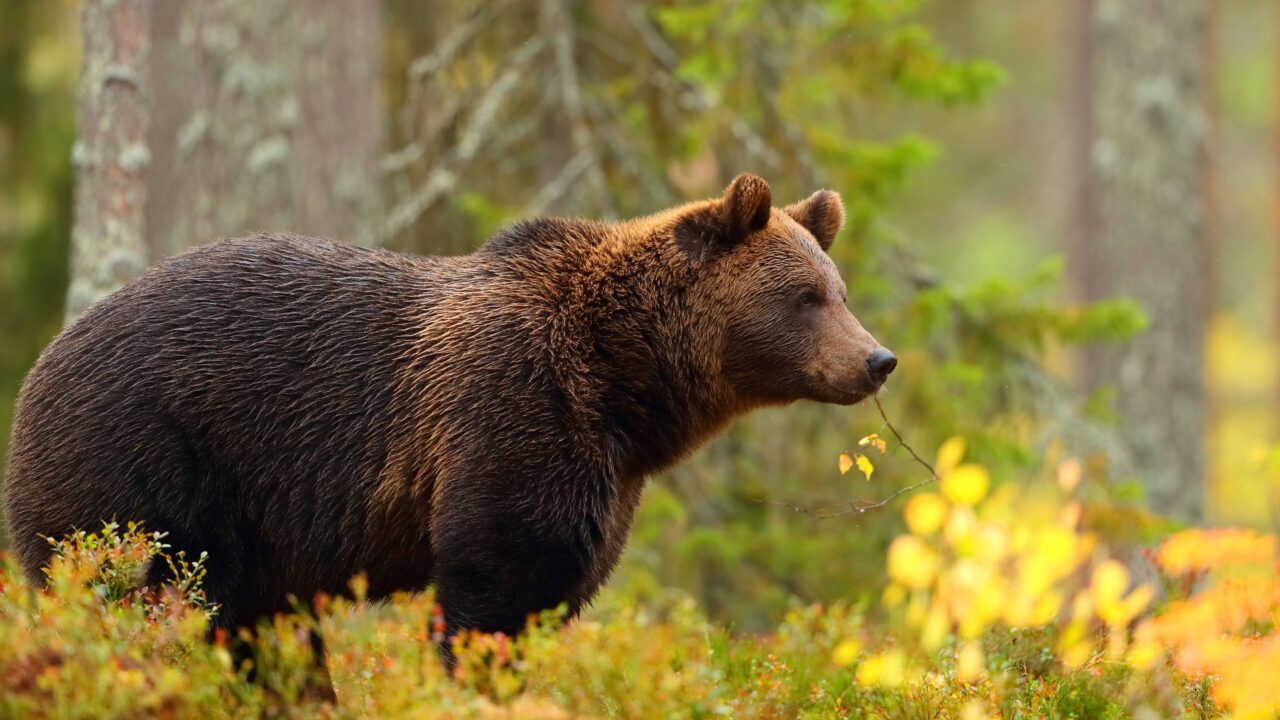 L’ours brun en France