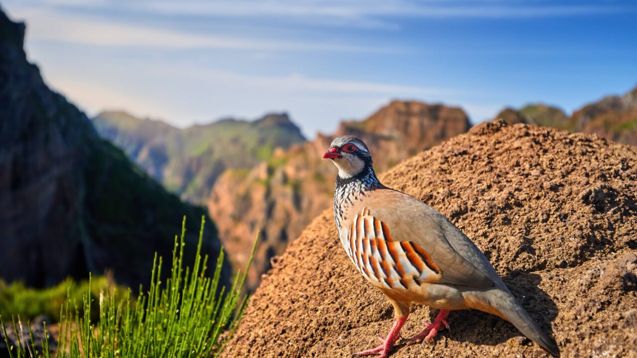 Les chasseurs unis pour la préservation de la perdrix bartavelle en Haute-Roya