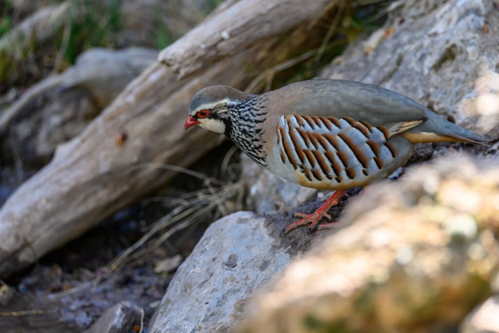 Le Maroc, une destination de cœur pour les chasseurs français