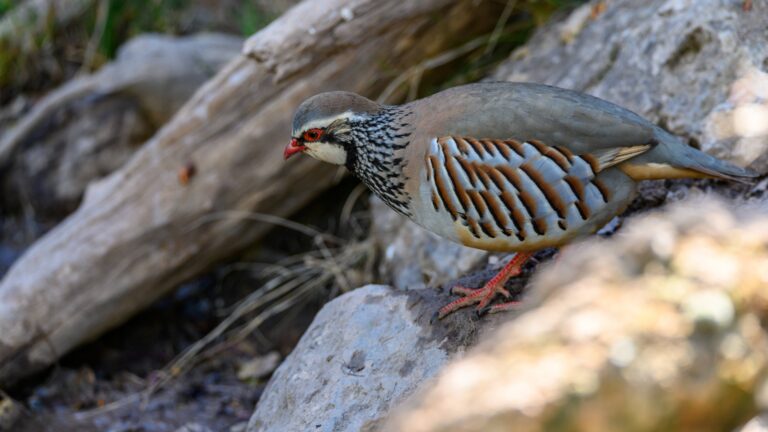 Le Maroc, une destination de cœur pour les chasseurs français