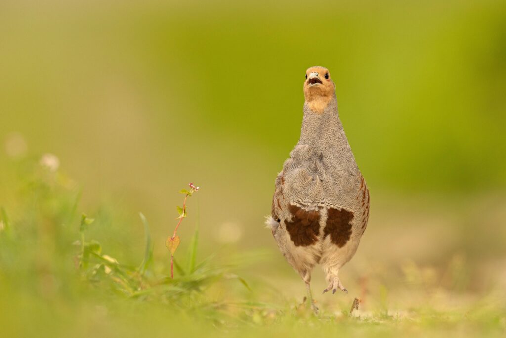 Les chasseurs plantent 400 arbustes pour restaurer les haies dans le Nord