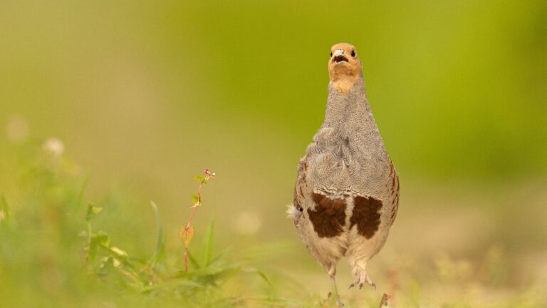Les chasseurs plantent 400 arbustes pour restaurer les haies dans le Nord
