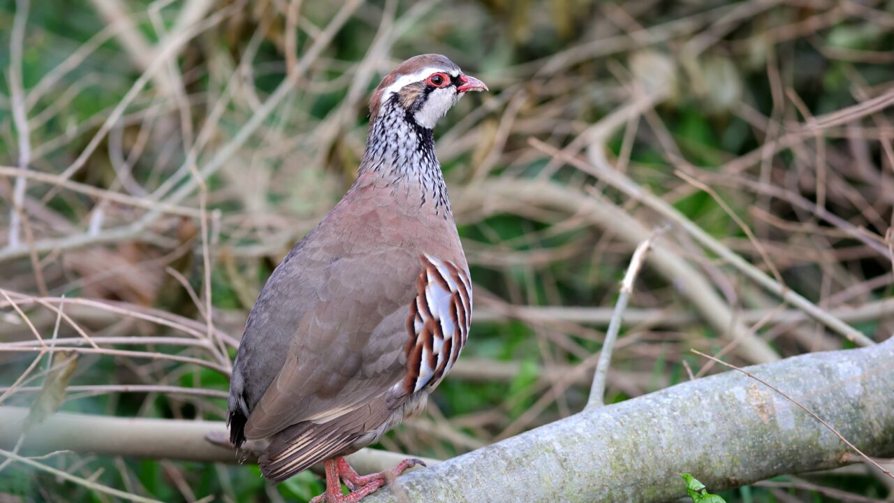 La perdrix rouge en France