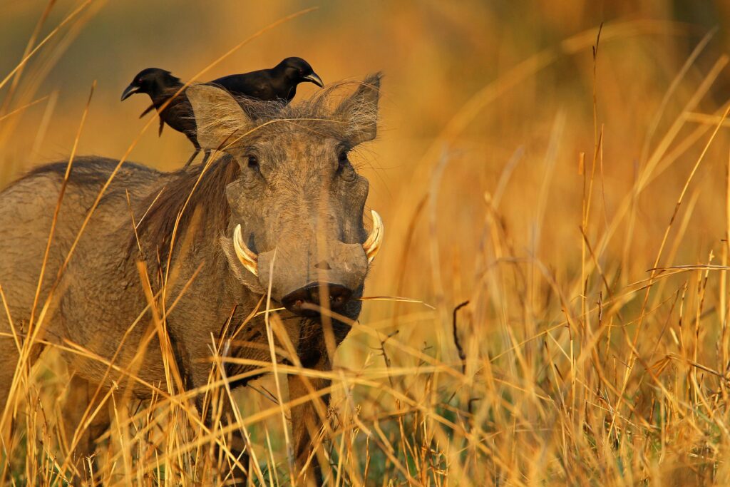 Chasse au Sénégal : le paradis africain du petit gibier pour les chasseurs français