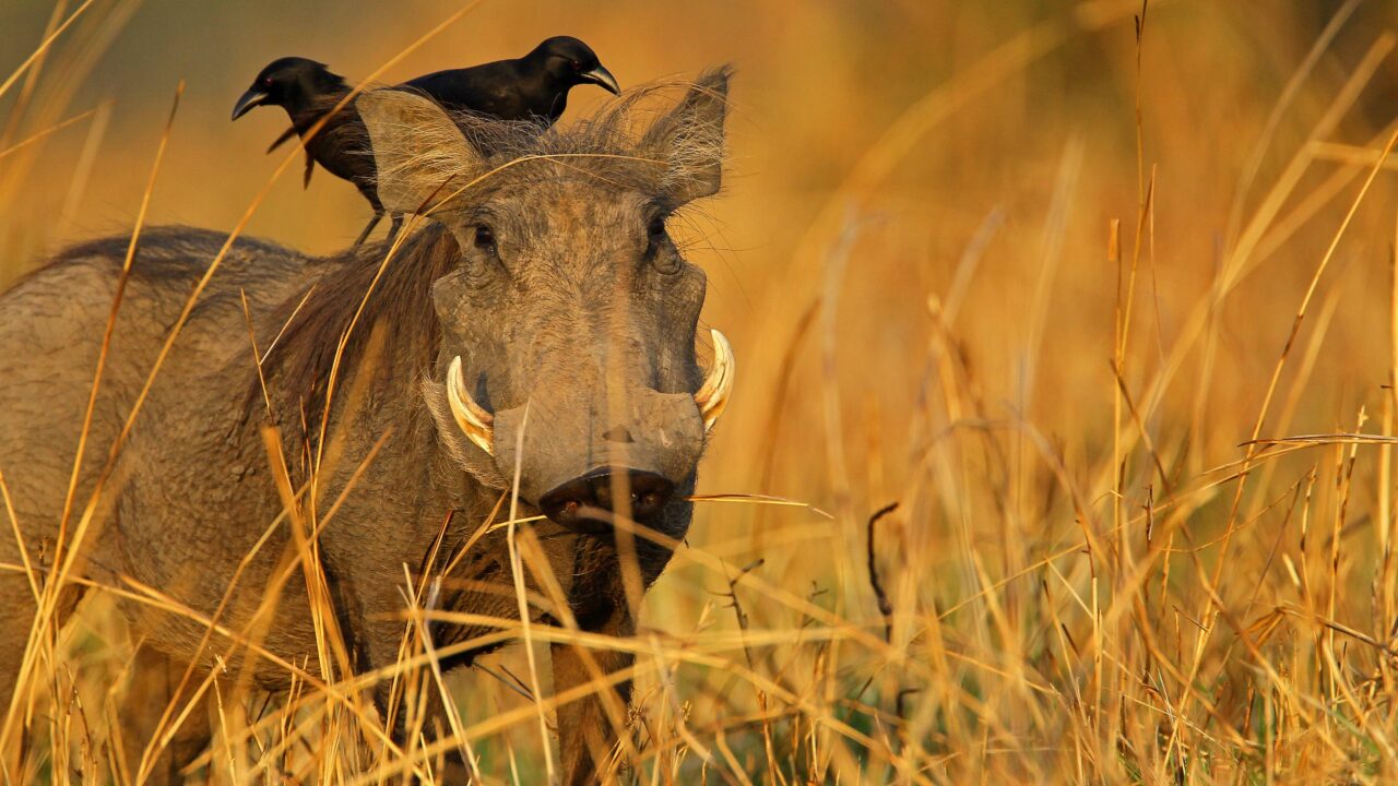 Chasse au Sénégal : le paradis africain du petit gibier pour les chasseurs français