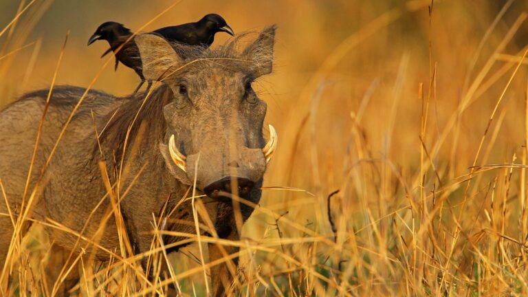 Chasse au Sénégal : le paradis africain du petit gibier pour les chasseurs français