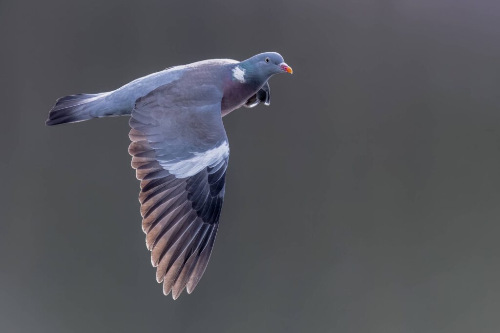 Le pigeon ramier en France