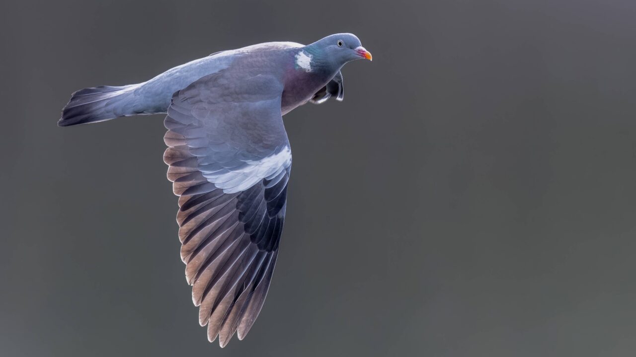 Le pigeon ramier en France