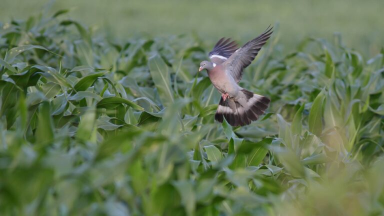 Comment chasse-t-on le pigeon ramier en France?