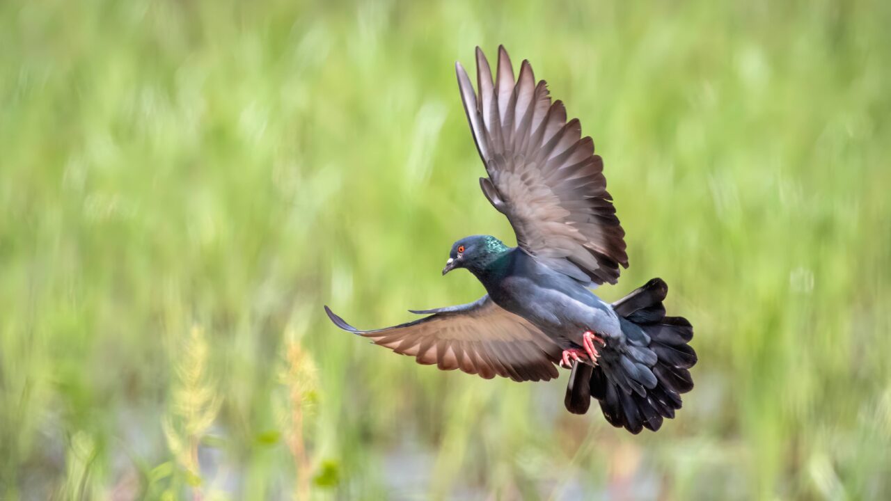 Quelles sont les races de gros pigeons présents en France?