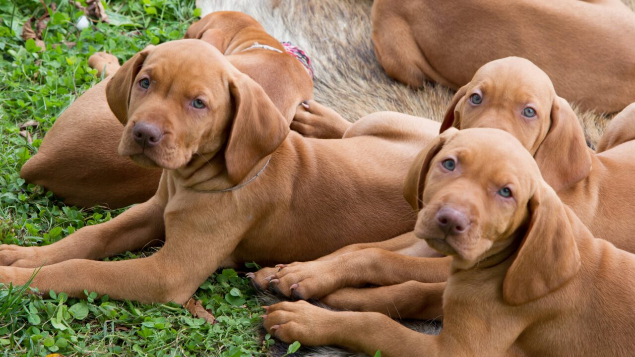 Grâce aux chasseurs, des dizaines de races de chiens continuent d’exister