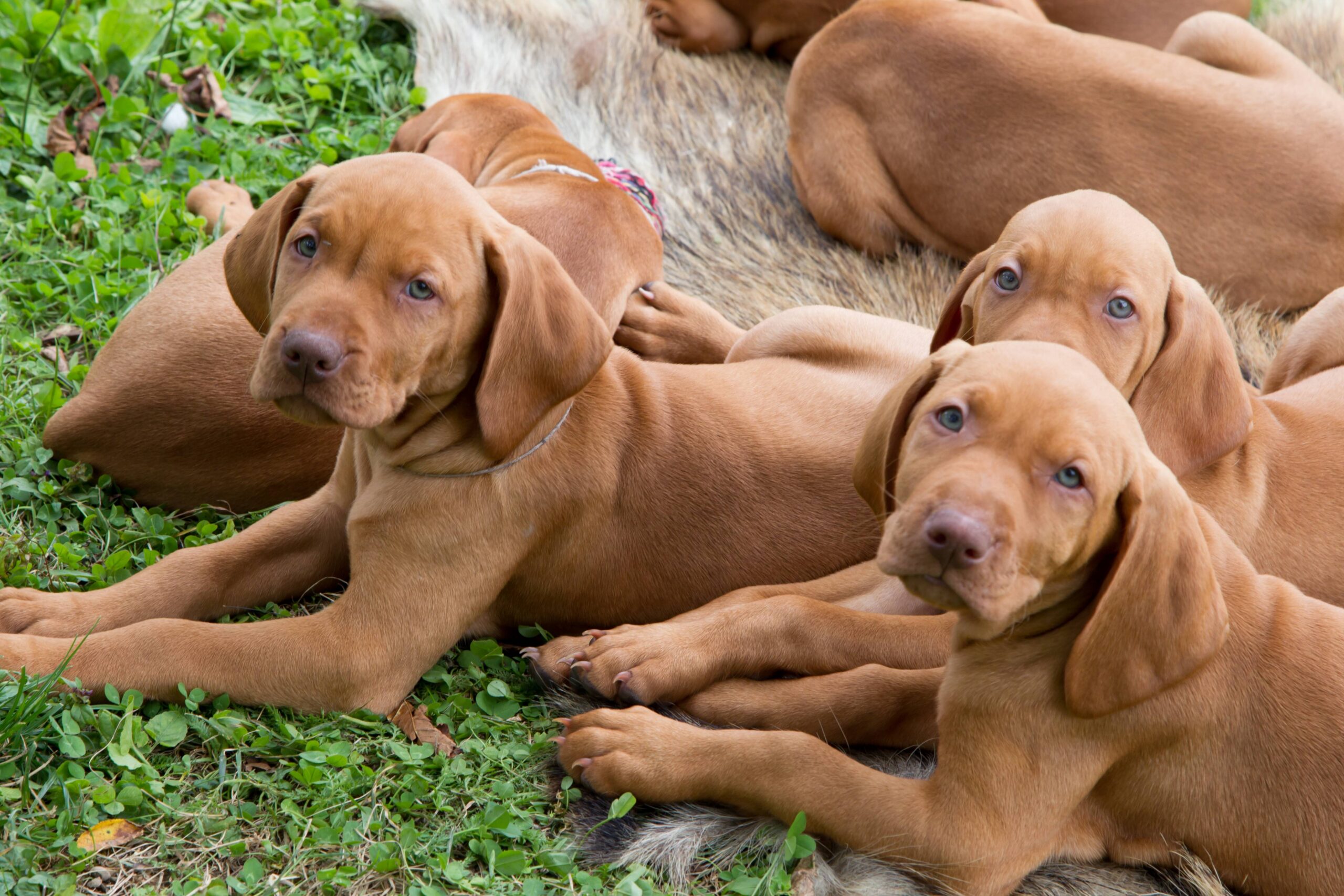 Grâce aux chasseurs, des dizaines de races de chiens continuent d’exister
