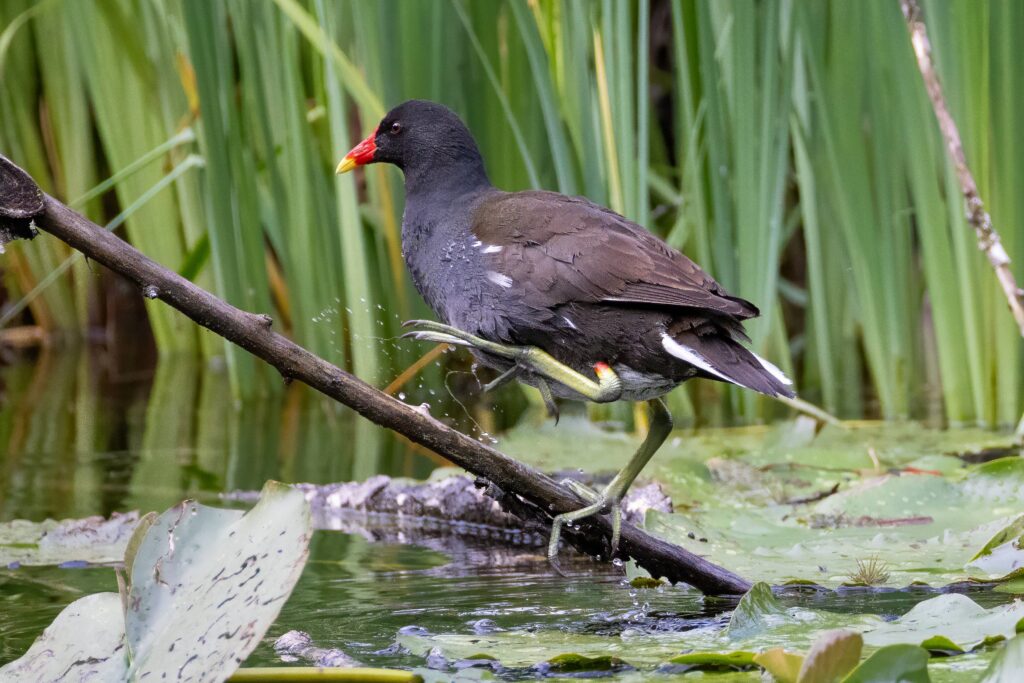 La poule d’eau en France