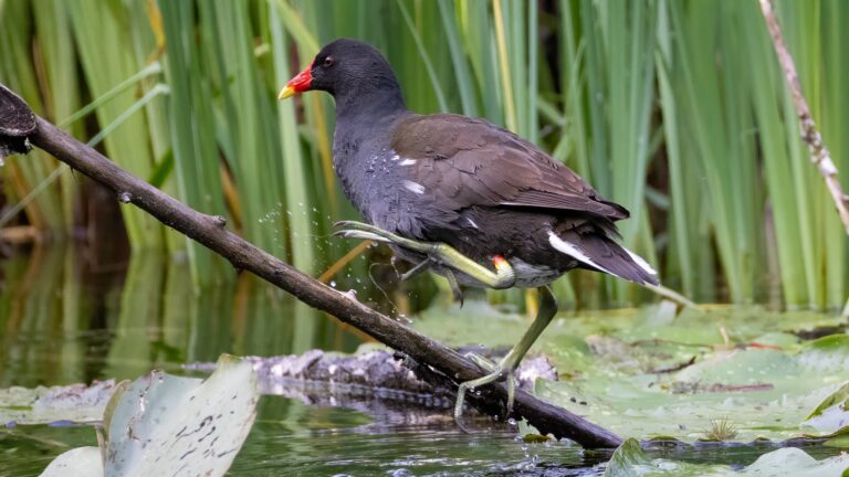 La poule d’eau en France