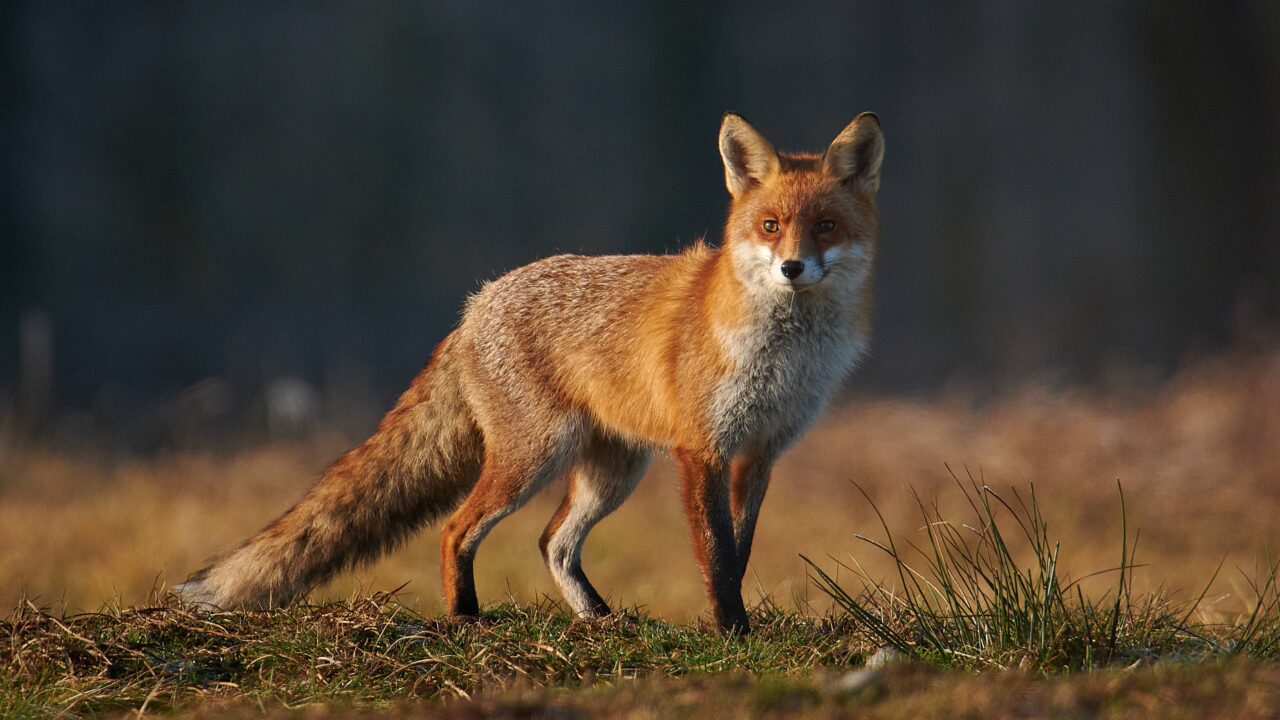 Le renard en France