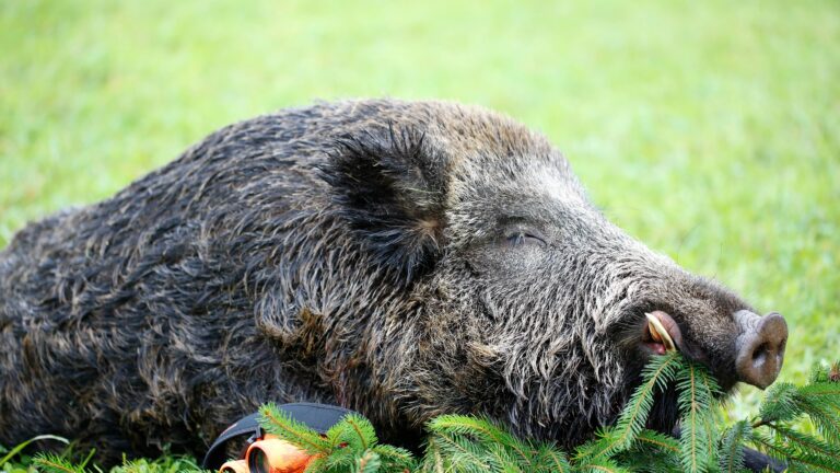 Quel est le poids record d’un sanglier ?