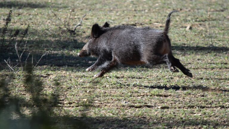 Accident de chasse à Bussy-Albieux : un drame qui secoue la Loire