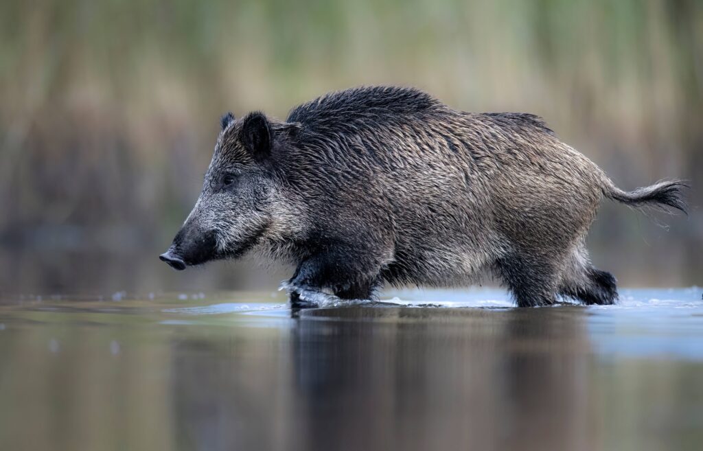Le sanglier en France