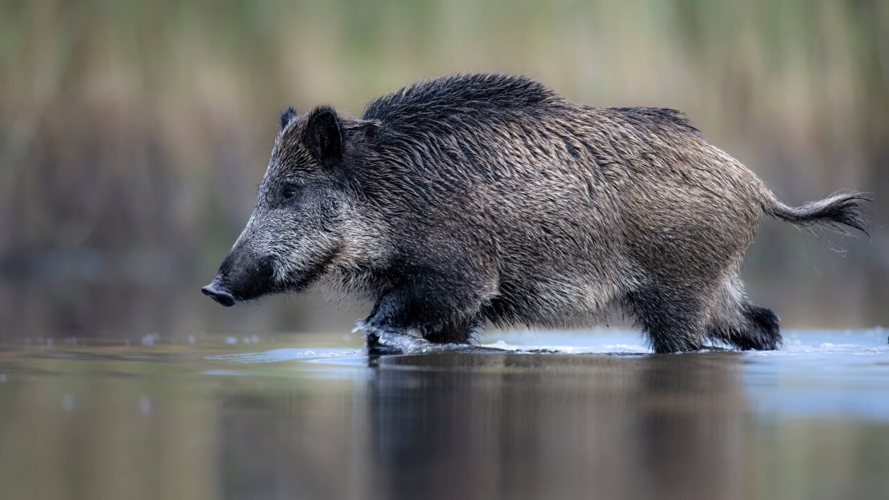 Le sanglier en France