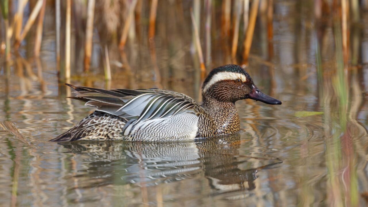 La sarcelle d’été en France