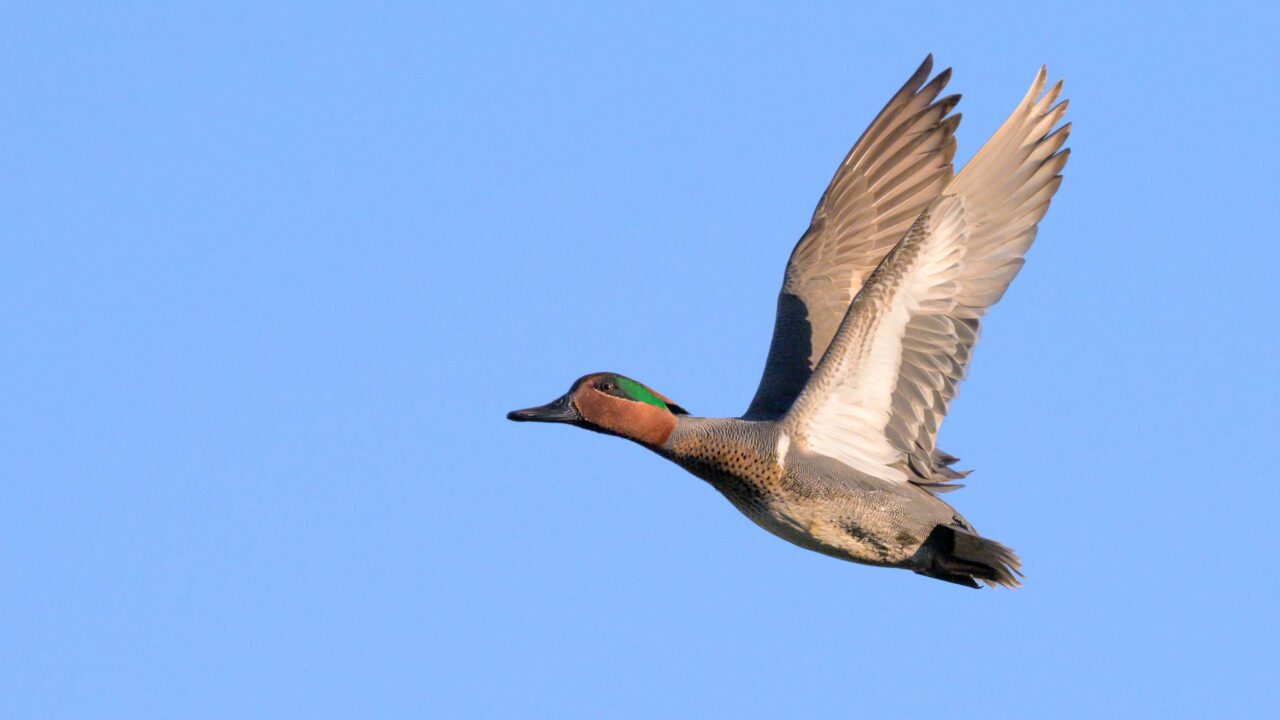 La sarcelle d’hiver en France